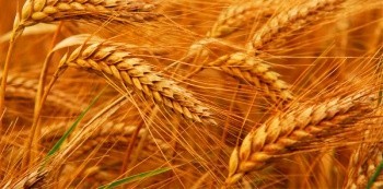 Российская пшеница под угрозой